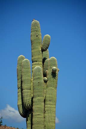 Saguaro, McDowell Mountain Regional Park, March 20, 2015